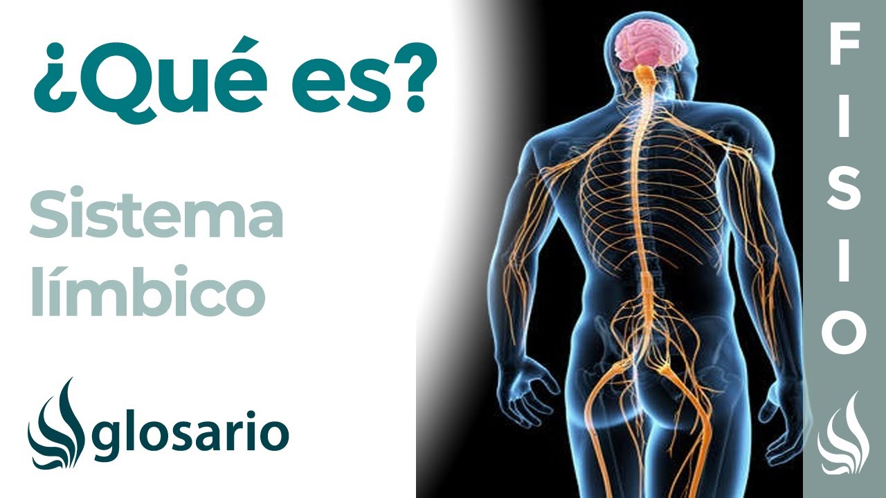 donde se encuentra el sistema limbico