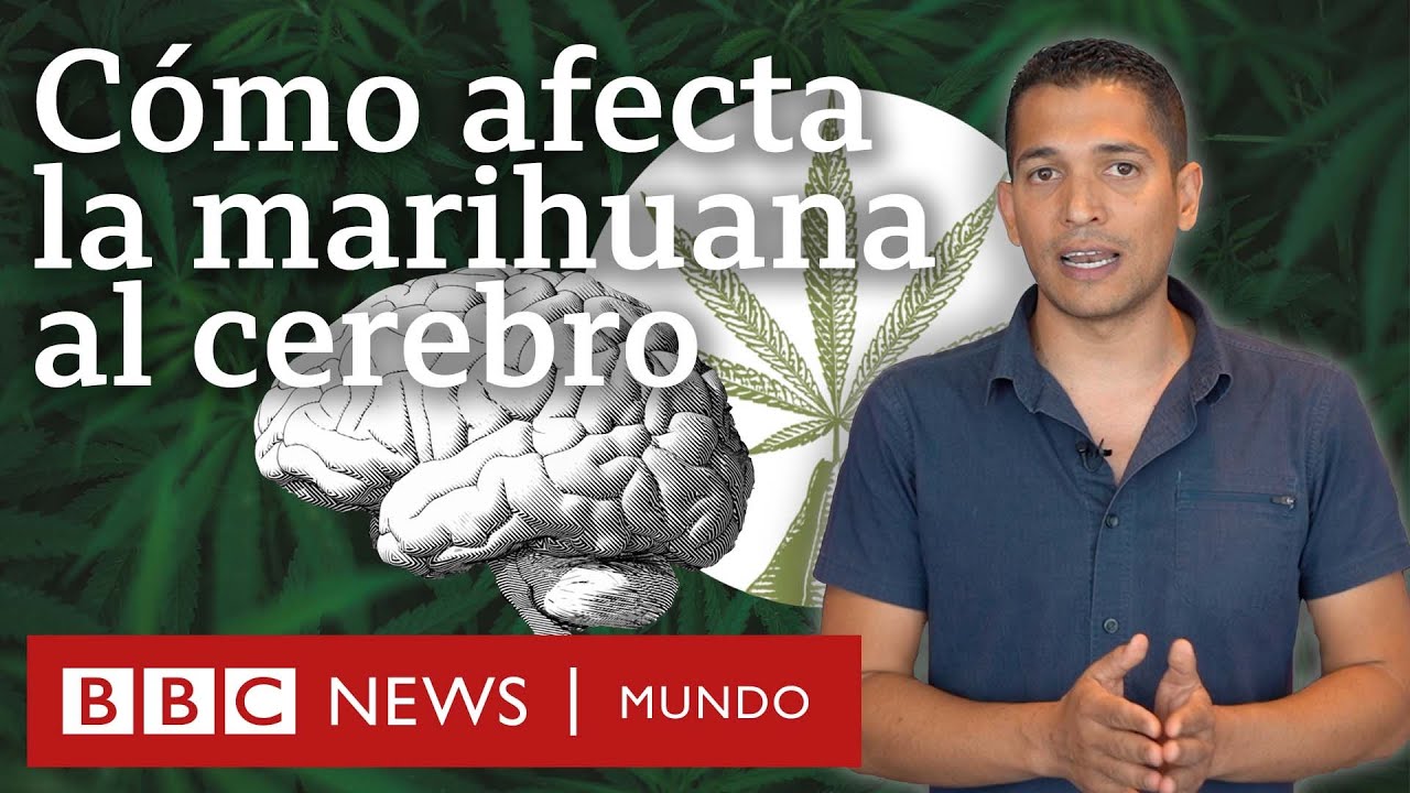 efectos del consumo de marihuana en el sistema nervioso