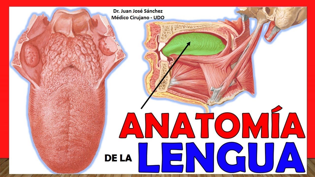 función de la lengua en el sistema digestivo