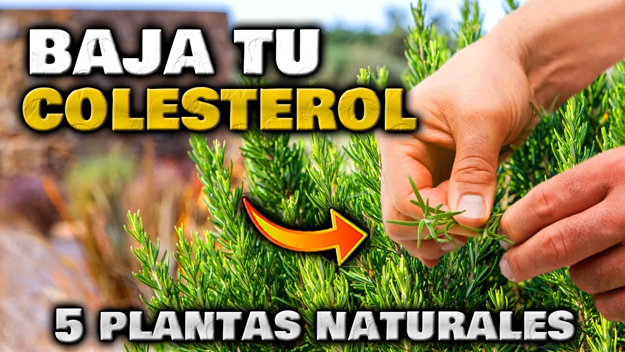 hierbas medicinales para bajar el colesterol malo