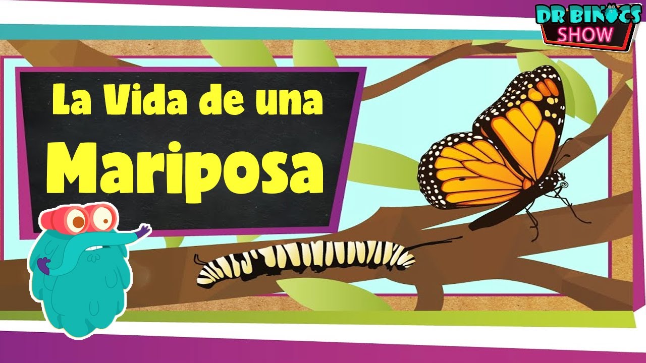 informacion sobre mariposas para niños 3 años