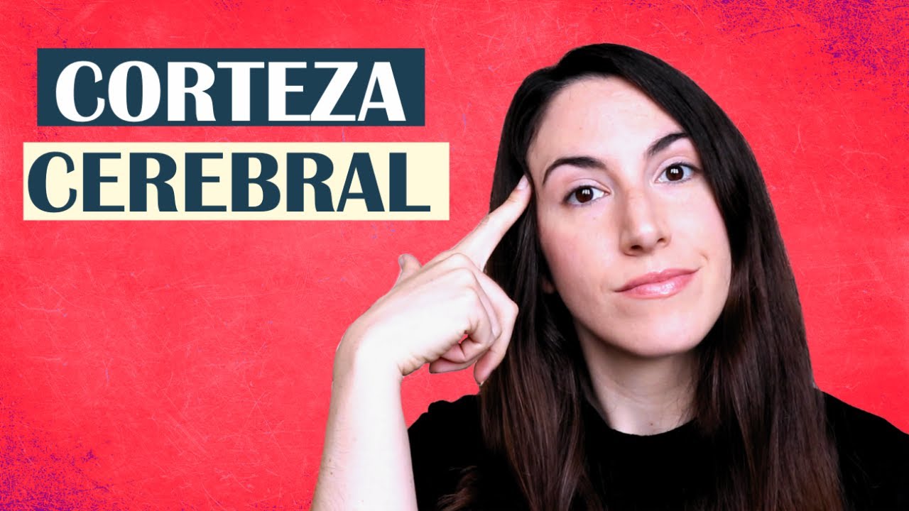 la corteza cerebral se divide en