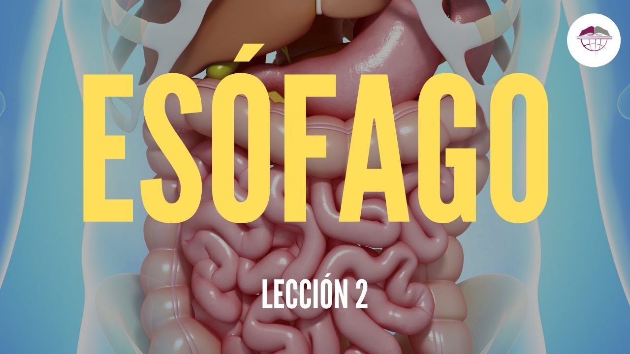 lo que como baja por el esofago hacia el