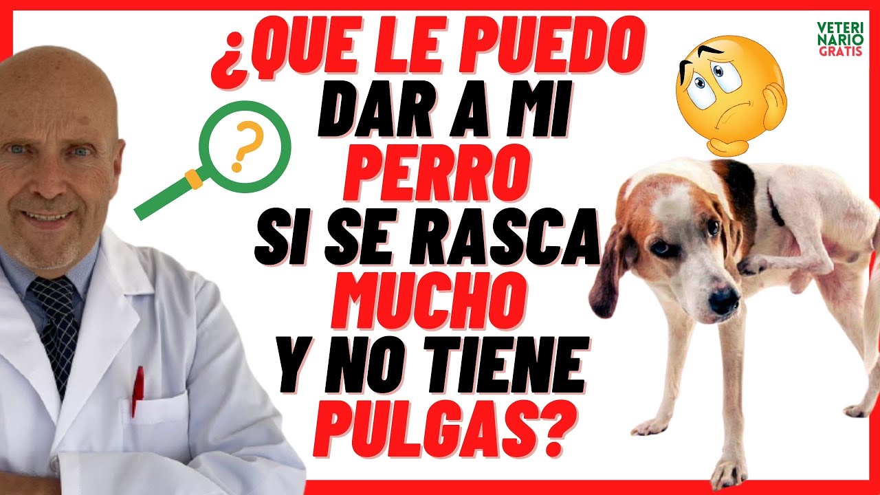mi perro se rasca y se arranca el pelo