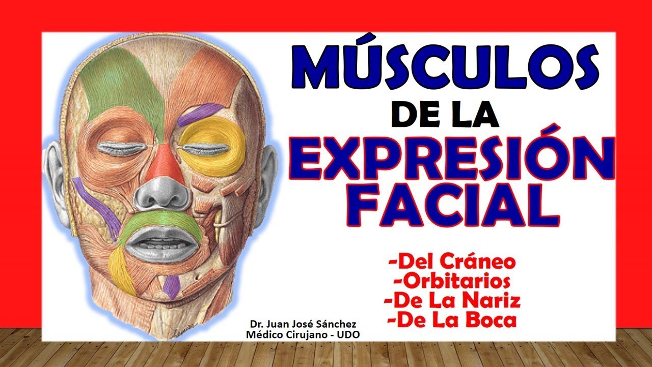 musculo frontal de la cabeza