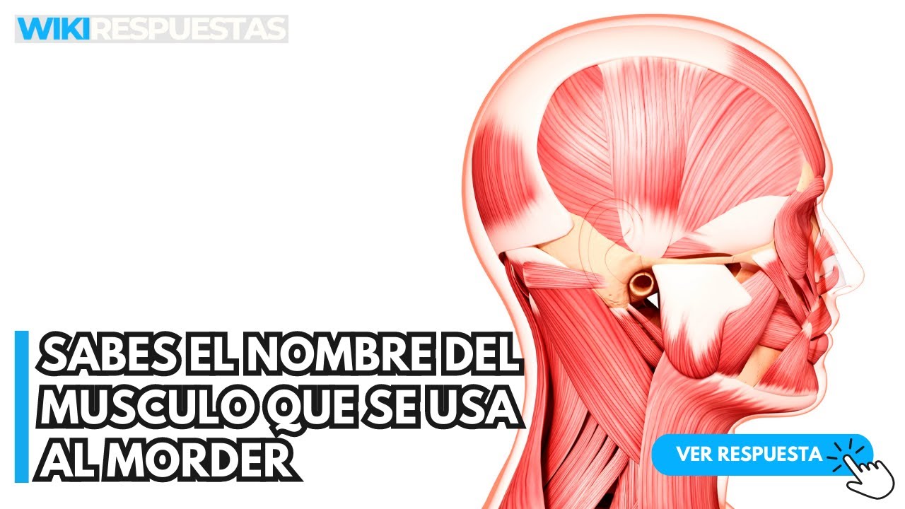 musculo q se usa al morder