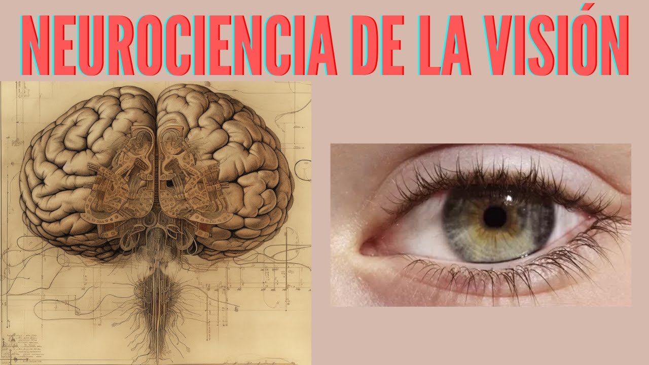 parte del cerebro que controla la vista