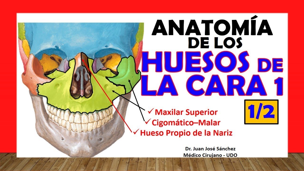 partes de la cara huesos