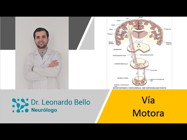 perdida temporal de la funcion motora