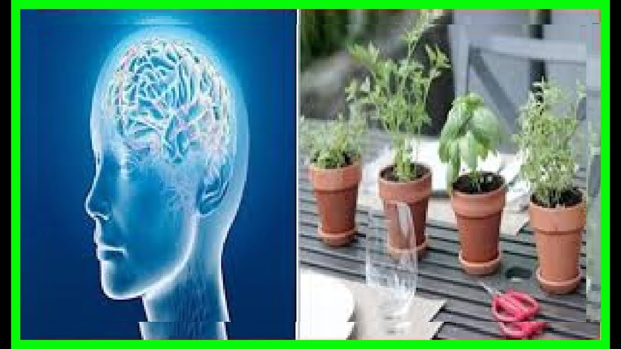 planta milagrosa para recuperar la memoria