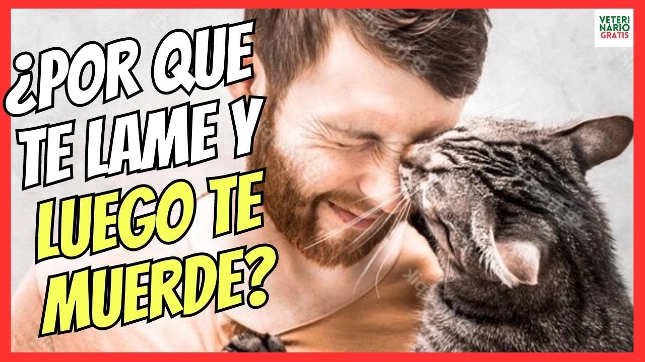 porque mi gato me muerde la barbilla