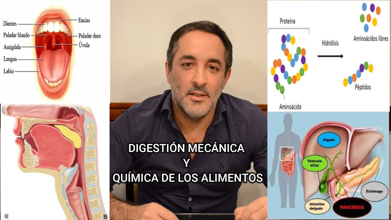 que organos intervienen en la digestion mecanica y quimica