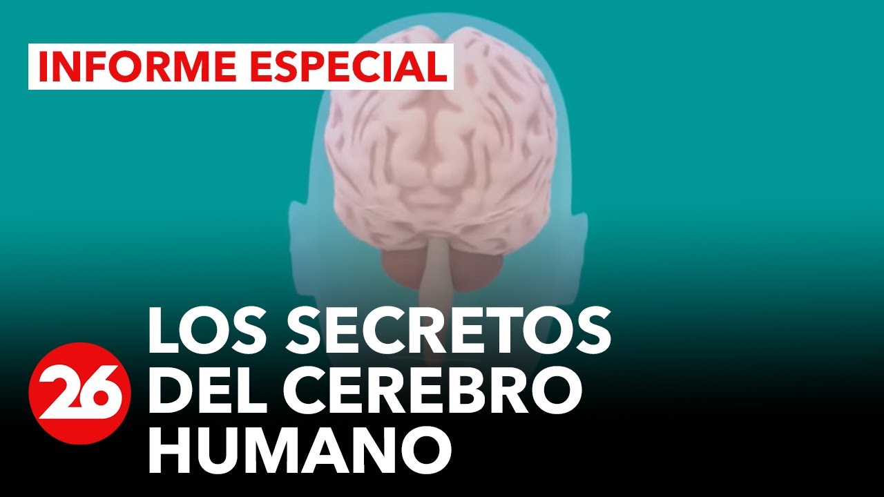 que pasa si no llega oxigeno al cerebro