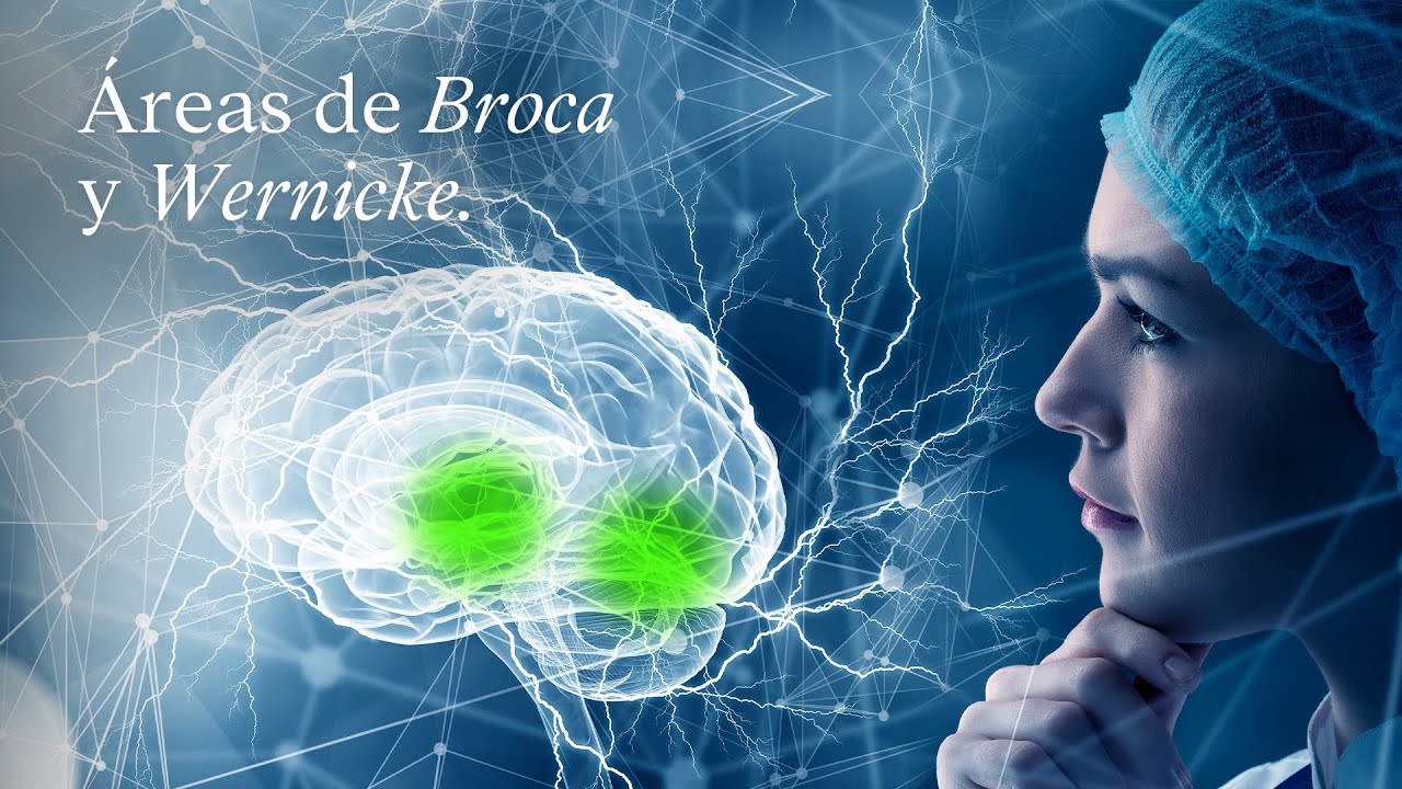 wernicke y broca del cerebro