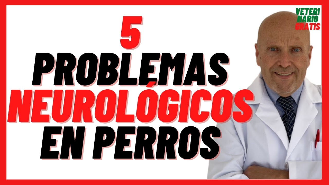 como saber si mi perro tiene daño neurologico