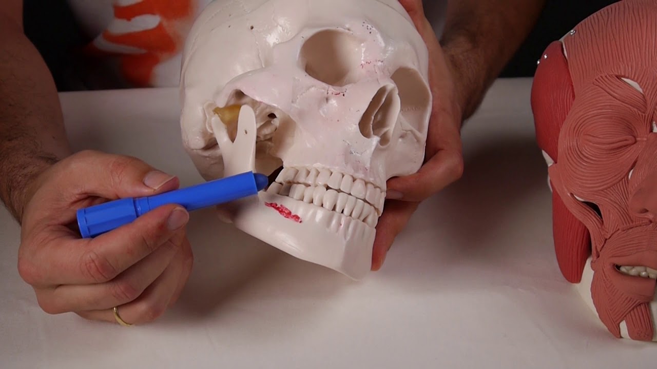 depresor del angulo de la boca