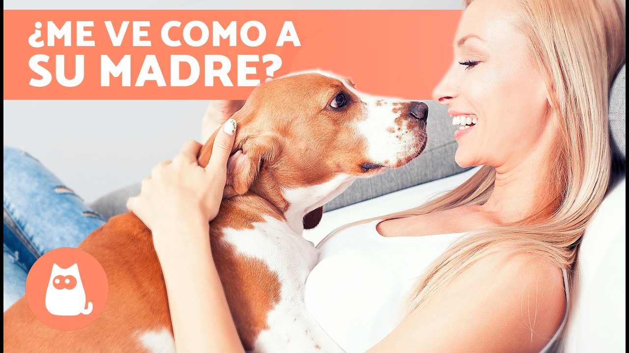 mi perro piensa que soy su madre