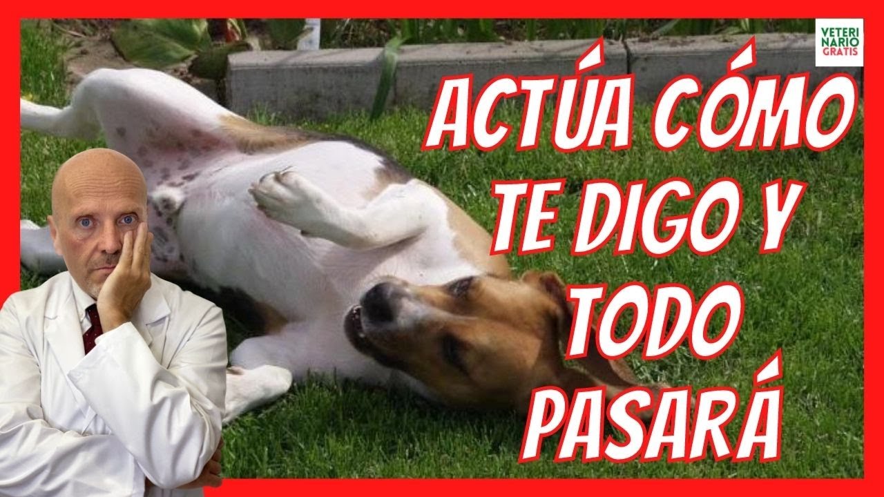 mi perro tiene convulsiones y babea